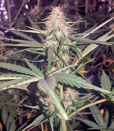 Семена конопли Amnesia XXL Autoflowering