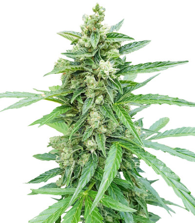 Auto Afghan Mass fem (00 Seeds) семена конопли