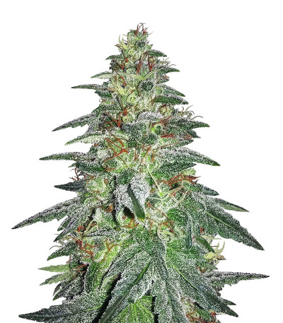Bruce Banner #3 fem (Original Sensible Seeds) семена конопли