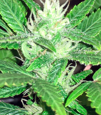 Bubblelicious Automatic fem (Nirvana Seeds) семена конопли
