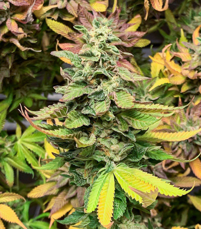 Chem Cookies fem (AlphaFem Seeds) семена конопли