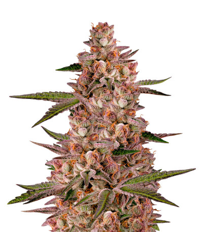 Gorila fem (Pyramid Seeds) семена конопли