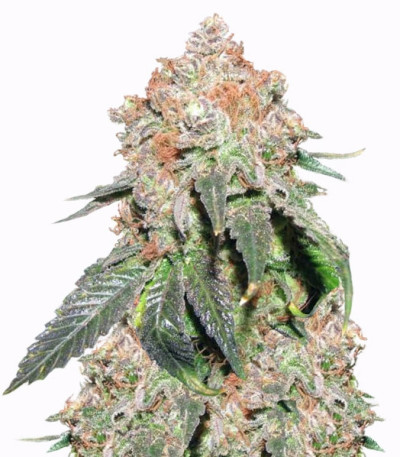 Jack Herer Auto fem (Trikoma Seeds) семена конопли