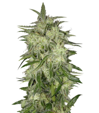 Lemon OG Haze fem (Nirvana Seeds) семена конопли