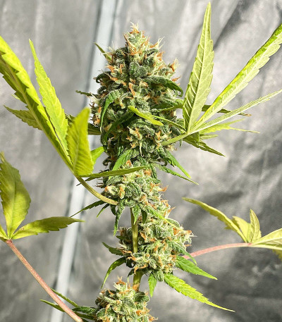 Shogun fem (Royal Queen Seeds) семена конопли
