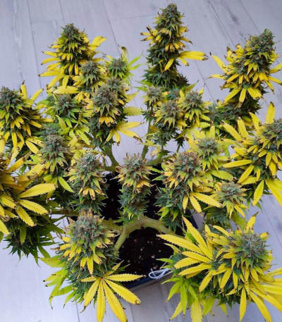 Siberian Haze Auto fem (Kalashnikov Seeds) семена конопли