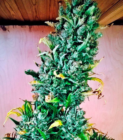 Auto Super Hash fem (Pyramid Seeds) семена конопли