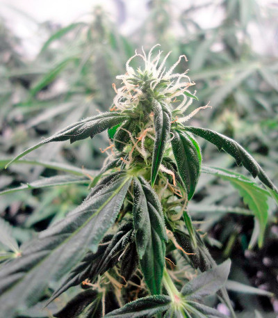 B. Lee Auto fem сорт каннабиса 