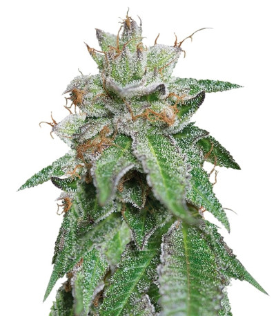 Bubba Kush reg (Humboldt Seeds) семена конопли