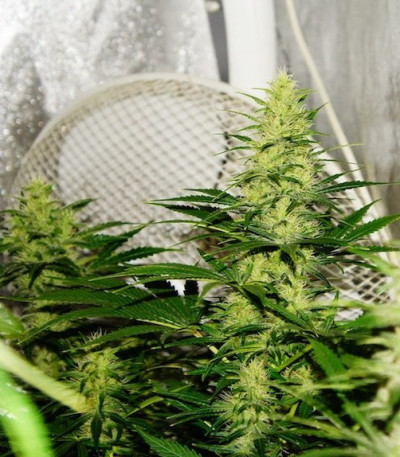 Crazy Miss Hyde fem (Samsara Seeds) семена конопли