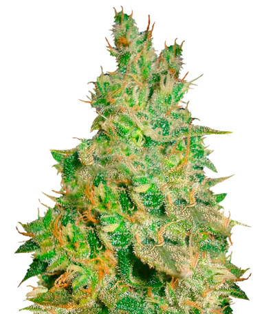 Critical Kali Mist fem (Delicious Seeds) семена конопли