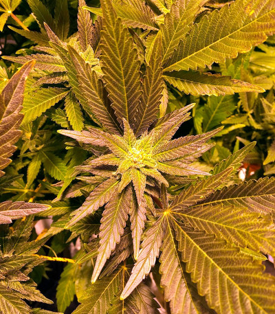 Семена каннабиса Critical Kush