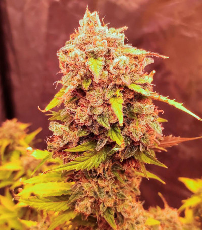 Jet Fuel Mandarine XL Auto fem (Sweet Seeds) семена конопли