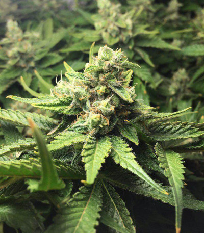 Lemon Tree от Barney's Farm семена конопли