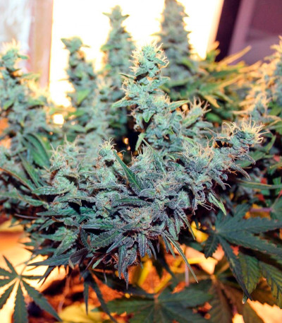 Lowryder 2 auto fem каннабис