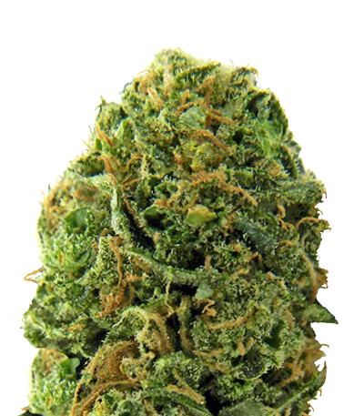 Massive Midget Auto fem семена конопли