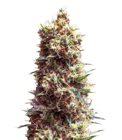 Tropicana Cookies Auto fem ( Cali Buds Seeds) семена конопли