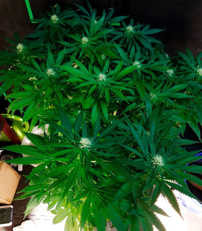 Violet's Wonder Auto fem (Sumo Seeds) семена конопли