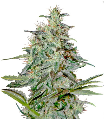 White Lemon fem (Strain Hunters) семена конопли