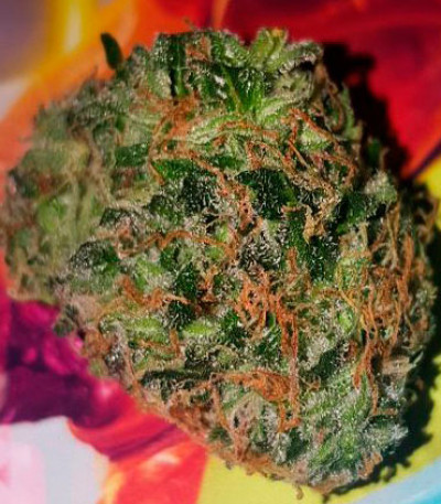 White Widow Auto Fem (Vision Seeds) семена конопли