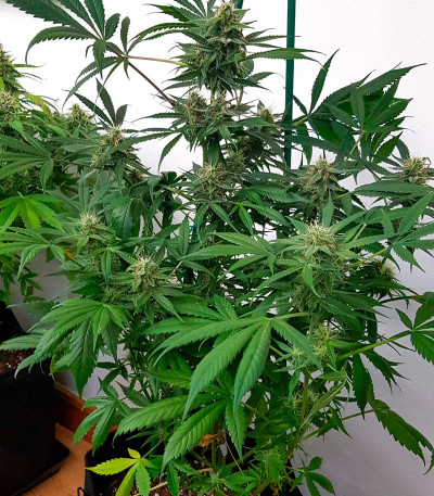 Auto Northern Lights XXL fem (00 Seeds) семена конопли