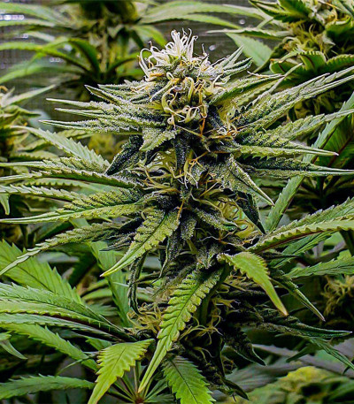 GG4 Sherbet FF fem (FastBuds) семена конопли