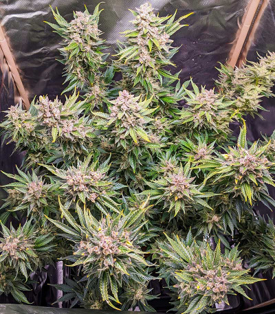 Green Gelato Automatic fem (RQS) семена конопли