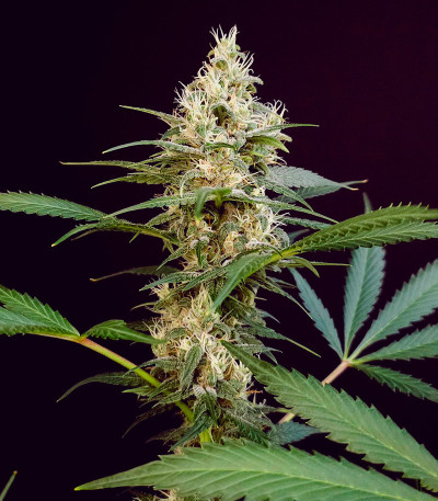Black Muffin F1 Fast Version fem (Sweet Seeds) семена конопли