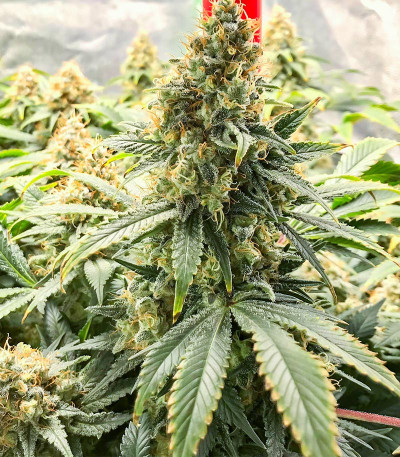 Blueberry OG fem (AlphaFem Seeds) семена конопли