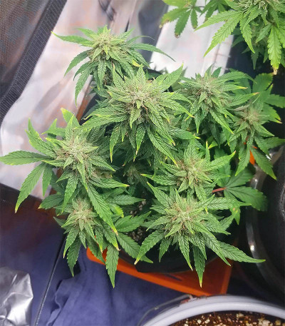 CBD Auto 20:1 fem (FastBuds) семена конопли