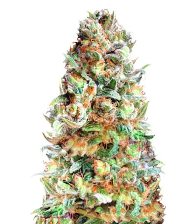 Delhi Friend fem (Dr. Krippling Seeds) семена конопли