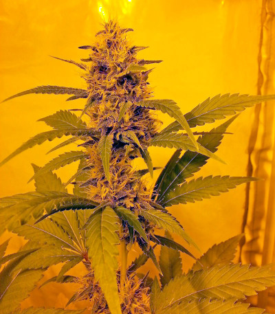 Diesel fem (Dinafem Seeds) семена конопли