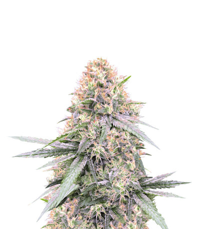 Fast Flowering OGKZ fem семена конопли