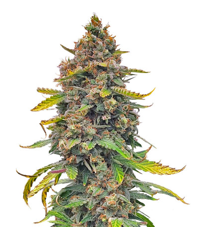 Grandmommy Purple Auto fem (Herbies Seeds) семена конопли