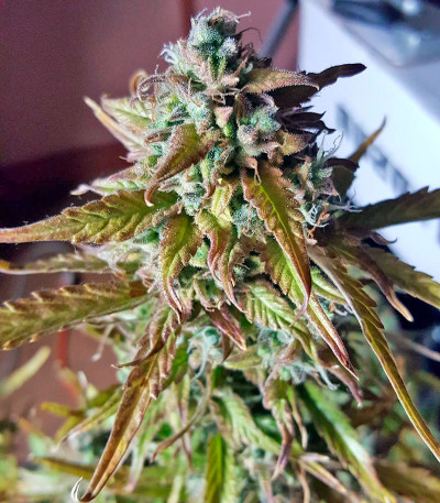 Lost Coast Skunk Auto fem (Humboldt Seeds) семена конопли
