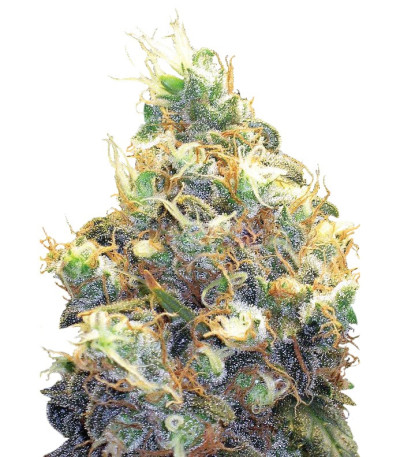 Somango XXL (Mango Skunk) fem (Nirvana Seeds) семена конопли