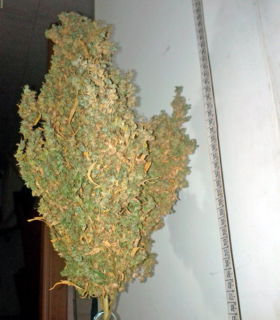 Mikromachine Auto fem семена конопли