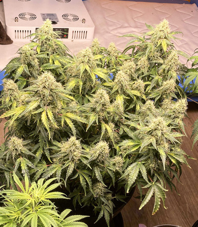 Original Auto OG Kush fem (FastBuds) семена конопли