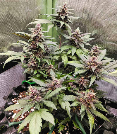Purple Mazar Auto (Kalashnikov Seeds) семена конопли