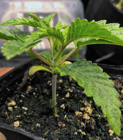 Tropicanna Banana fem (Barney's Farm) семена конопли