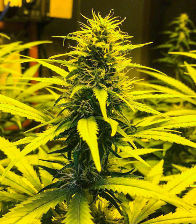 White Widow 47 fem (Kalashnikov Seeds) семена конопли
