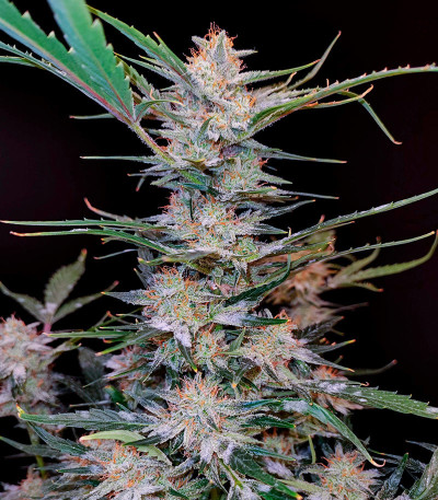 Apple Strudel Auto fem (FastBuds) семена конопли