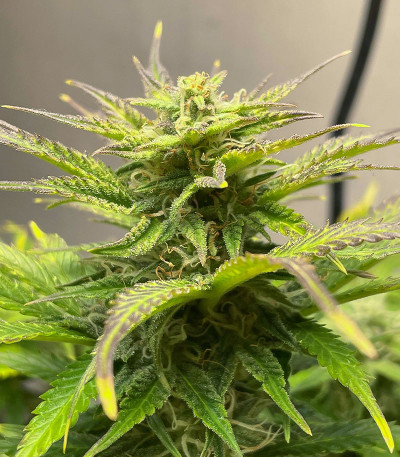 Triple G Auto fem (Royal Queen Seeds) семена конопли