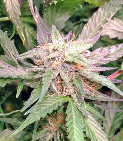 2 Fast 2 Vast Auto fem (Heavyweight Seeds) семена конопли