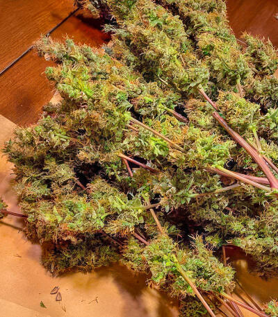 Also Know 47 Autoflower fem (Seedkeepers) семена конопли