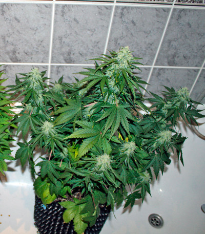 Baby Boom Auto fem семена конопли