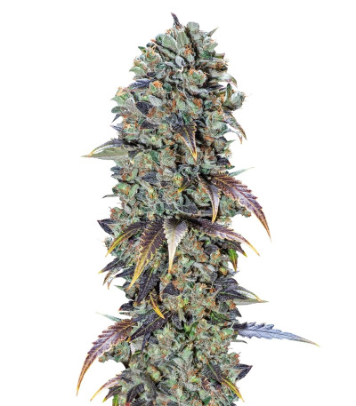 Chocolate Cream fem (00 Seeds) семена конопли