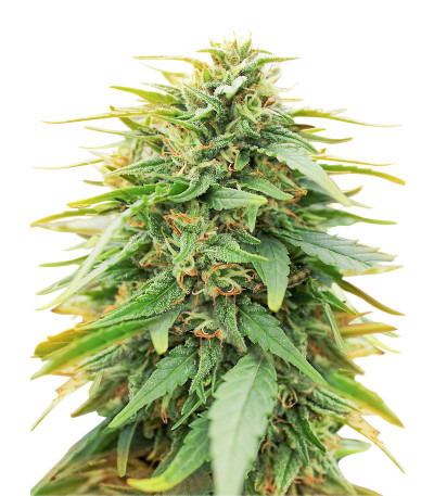 Deepforest Super Auto fem (Doctor’s Choice) семена конопли