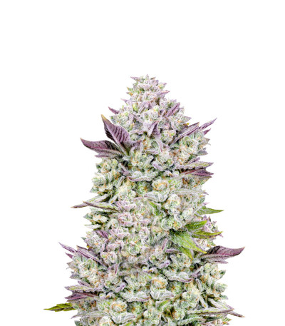 Gorilla Cookies Auto fem (FastBuds Seeds) семена конопли