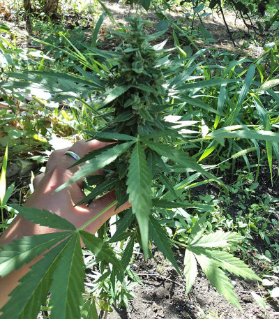 Niagara Auto fem (Doctor’s Choice) семена конопли